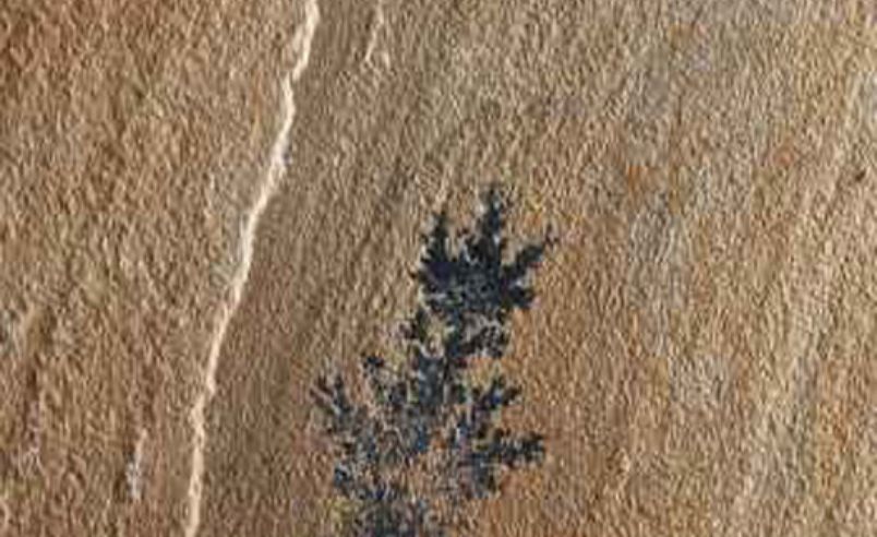 Fossil - Export Quality Slab